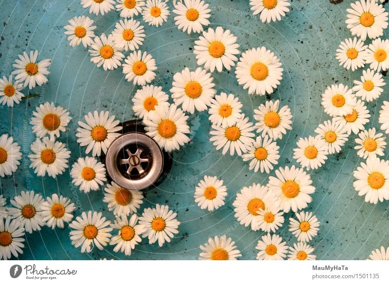 Blume im Wasser treiben Erholung Schwimmbad Sommer Sonne Bewegung Coolness nass blau weiß Licht Oberfläche Rippeln übersichtlich Schwimmsport Gänseblümchen