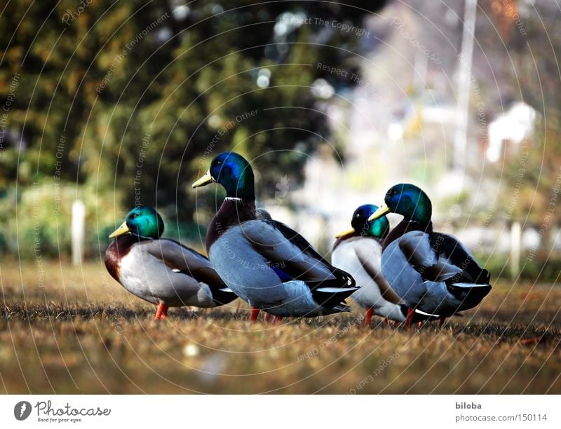 Multisession Ente Federvieh watscheln marschieren Vogel Zusammensein Ausflug Richtung vorwärts Softwareaktualisierung Schnabel Blick 4 Tier Seeufer Leben