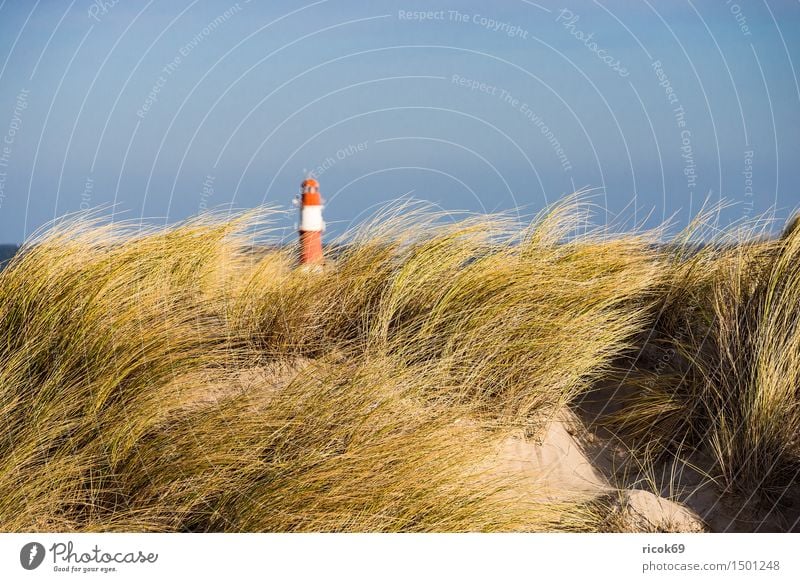 Düne in Warnemünde an der Ostseeküste Erholung Ferien & Urlaub & Reisen Strand Meer Natur Landschaft Wolken Wind Sturm Küste Leuchtturm blau gelb rot Tourismus