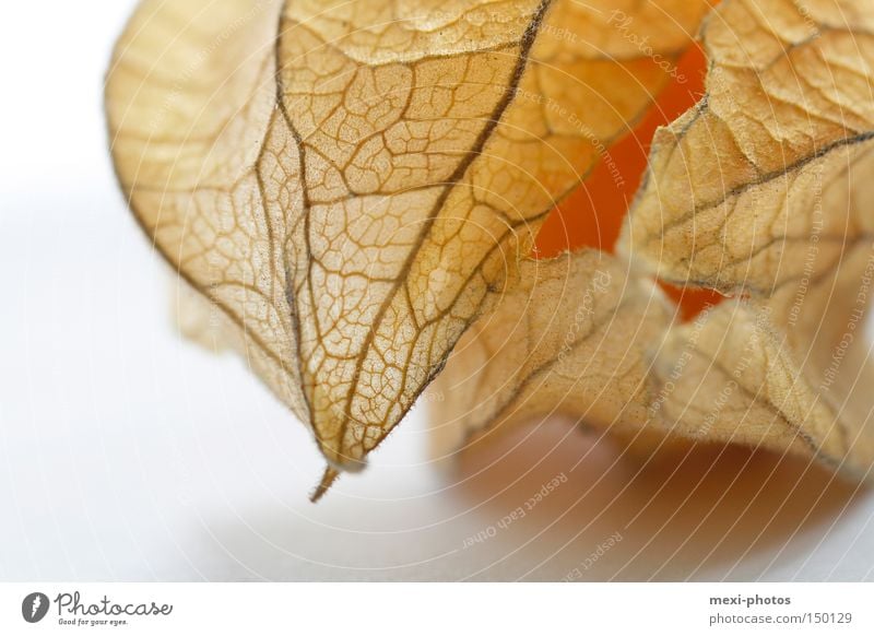 Physalis Frucht süß Nachtschattengewächse Südfrüchte Beeren Gesundheit lecker orange Makroaufnahme Vegetarische Ernährung säuerlich