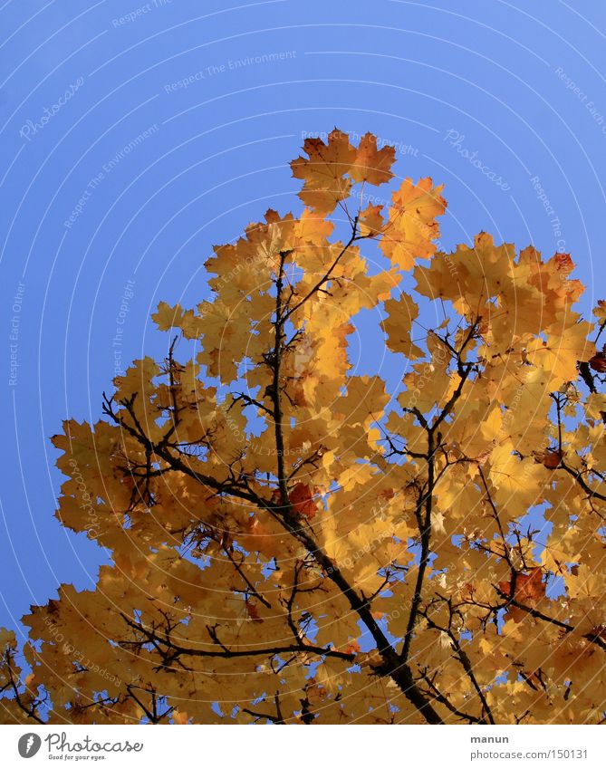 Sonniger Herbst II herbstlich Baum gelb Färbung Schönes Wetter Wärme schön Natur prächtig Herbstfärbung Park gold Graffiti manun Außenaufnahme