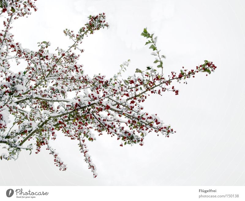 50 | Eisbären, äh... Schneebeeren Winter Frost Baum Holz hängen kalt viele grün rot weiß Ast filigran Beeren gefroren mehrere Spaziergang Jahreszeiten