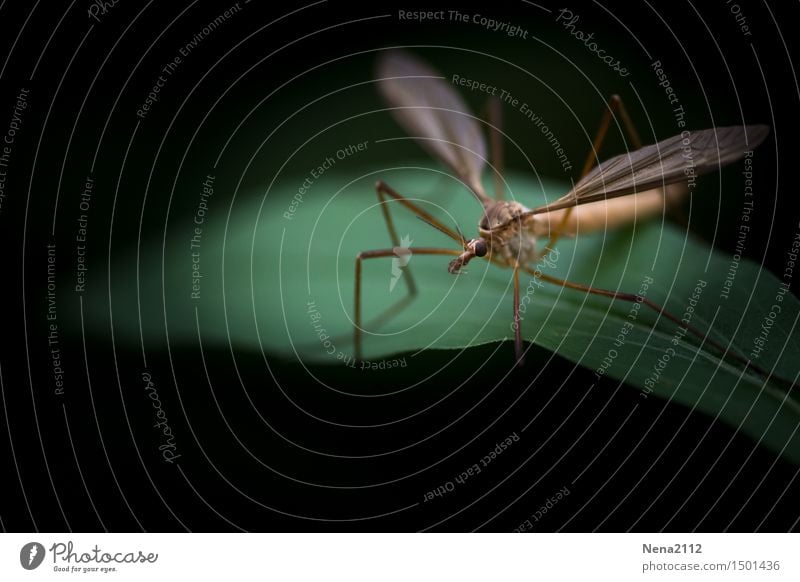 bzz Umwelt Natur Tier Luft Frühling Sommer Wetter Pflanze Blatt Garten Park Wiese Wald Fliege Flügel 1 Ekel klein grün Stechmücke Makroaufnahme Plage