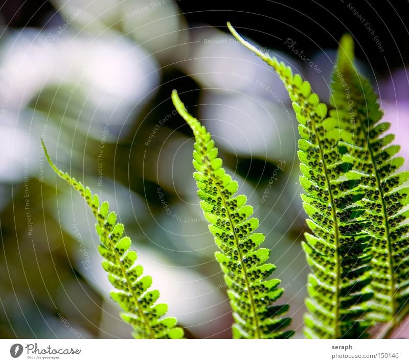 Farnwelten Licht Farnblatt Pflanze Natur Botanik Reifezeit Blattadern mehrfarbig Makroaufnahme Nahaufnahme Echte Farne Wachstum königsfarn Blattgrün filigree