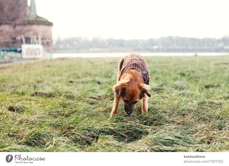 so much news Umwelt Natur Pflanze Herbst Winter Wind Nebel Gras Sträucher Grünpflanze Flussufer Hund Arbeit & Erwerbstätigkeit atmen entdecken Jagd lesen