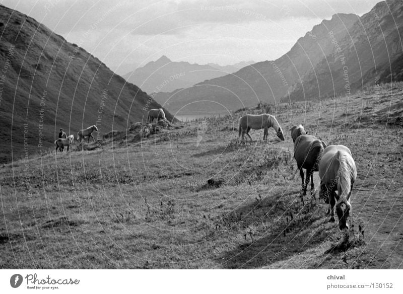 Haflinger am Wegesrand Berge u. Gebirge Alpen Pferd Wege & Pfade Bergsteigen Weide alpin Panorama (Aussicht) Tal Alm Herde Schwarzweißfoto Säugetier groß