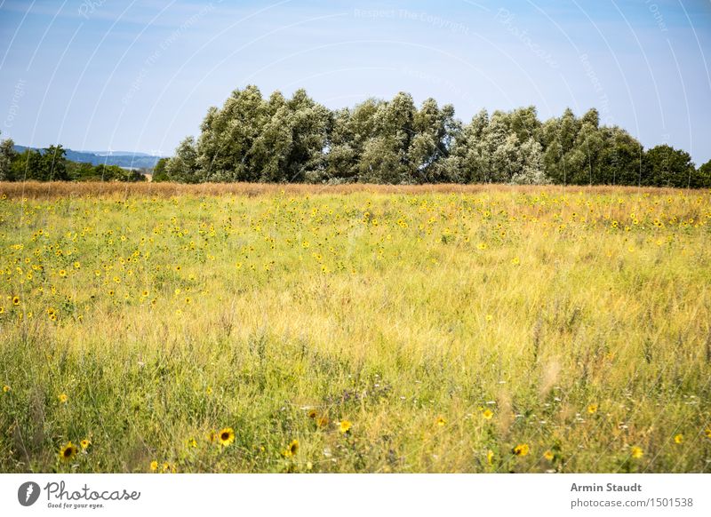 Wiese mit wilden Sonnenblumen Sommer Natur Pflanze Himmel Wolkenloser Himmel Frühling Feld Duft Wachstum authentisch Freundlichkeit Gesundheit natürlich gelb