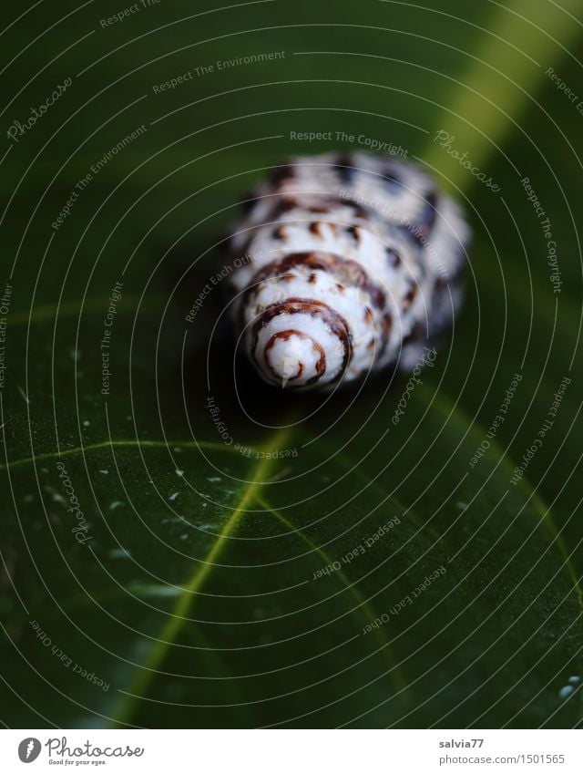 Kontrast Tier Pflanze Blatt Blattadern Blattgrün Wildtier Schnecke Schneckenhaus 1 braun weiß ruhig Design einzigartig Natur Perspektive Strukturen & Formen