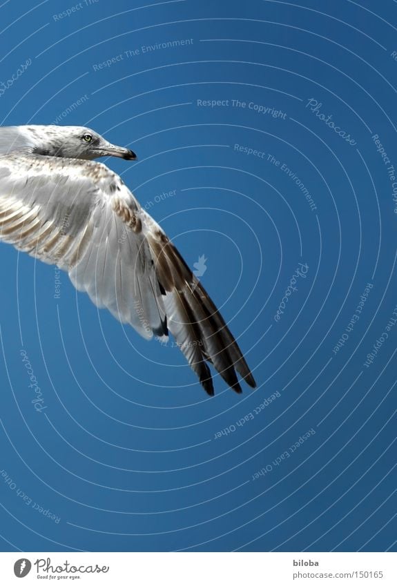 Flugwetter Möwe fliegen Vogel Freiheit frei Himmel blau Schnabel Auge Stolz Frieden Möwenvögel Tier Flügel Feder Freisteller Anschnitt Detailaufnahme