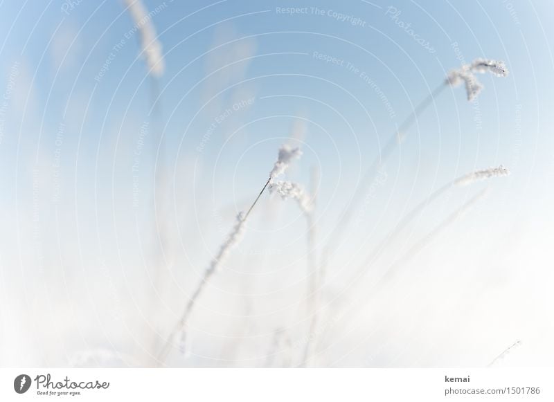 Ein Hauch von Winter Umwelt Natur Pflanze Wolkenloser Himmel Sonnenlicht Schönes Wetter Eis Frost Schnee Gras Gräserblüte frisch hell kalt blau weiß zart sanft