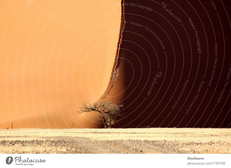 Licht und Schatten Wüste Sand leer Einsamkeit ruhig Afrika braun hell Schönes Wetter Freiheit trocken Spuren Baum Freude schwarz