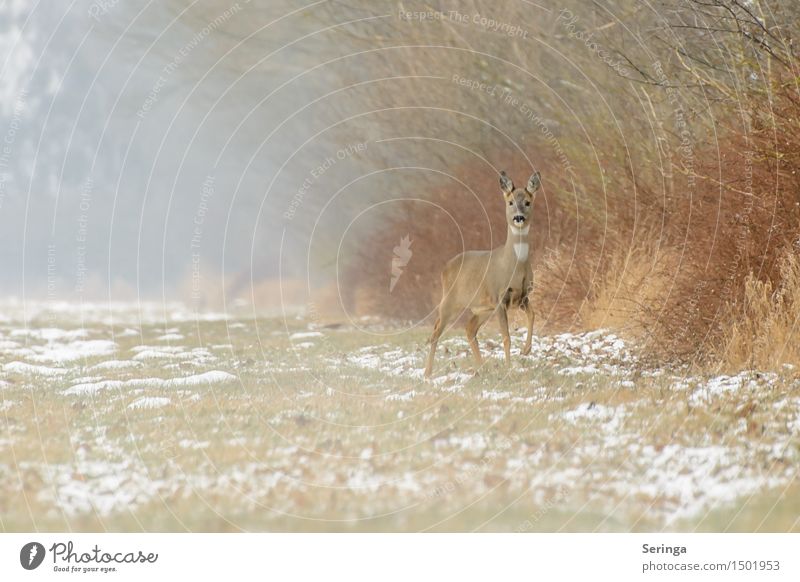 Reh auf der Lauer im Morgennebel Natur Pflanze Tier Winter Nebel Eis Frost Schnee Wiese Feld Wildtier Tiergesicht Fell Fährte Rehwild 1 Fressen hören Blick