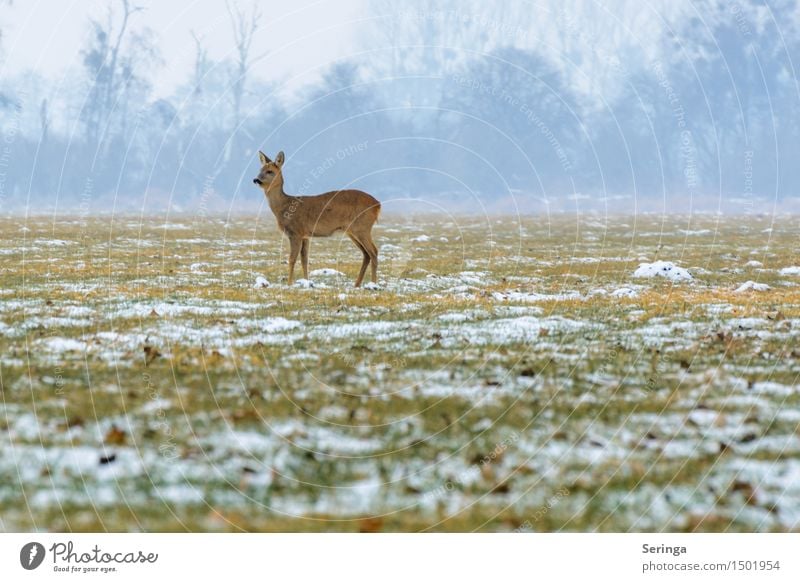 Einsames Reh in der Kälte Natur Landschaft Pflanze Tier Winter Nebel Eis Frost Schnee Wiese Feld Wald Wildtier Tiergesicht Fell Rehwild 1 stehen