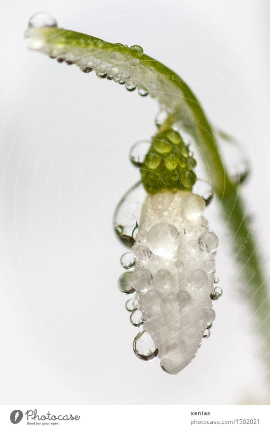 Schneeglöckchen mit Wassertropfen Galanthus Frühling Winter Regen Pflanze Blume Blüte Garten kalt grün weiß Narzissengewächs Tau Frühlingsblume Tropfen