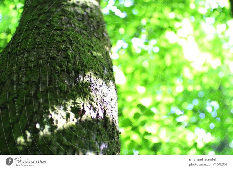 Träumerei Baum grün träumen Natur Baumrinde Licht Blatt