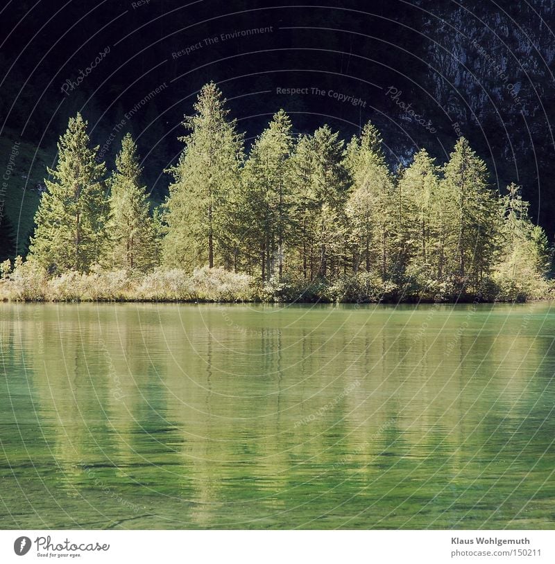 Sonnenbeschienene Fichten auf einer Insel im Königsee vor Felswand im Schatten. Erholung ruhig Wellen Berge u. Gebirge Umwelt Natur Landschaft Wasser Sommer