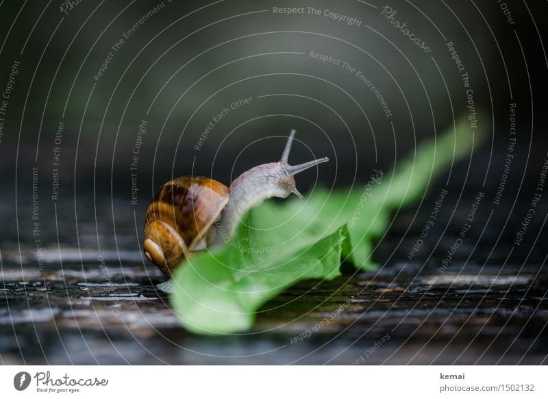 Hindernis Umwelt Natur Tier Löwenzahn Wildtier Schnecke Schneckenhaus Weinbergschnecken 1 krabbeln sitzen authentisch nass schleimig grün gewissenhaft Vorsicht