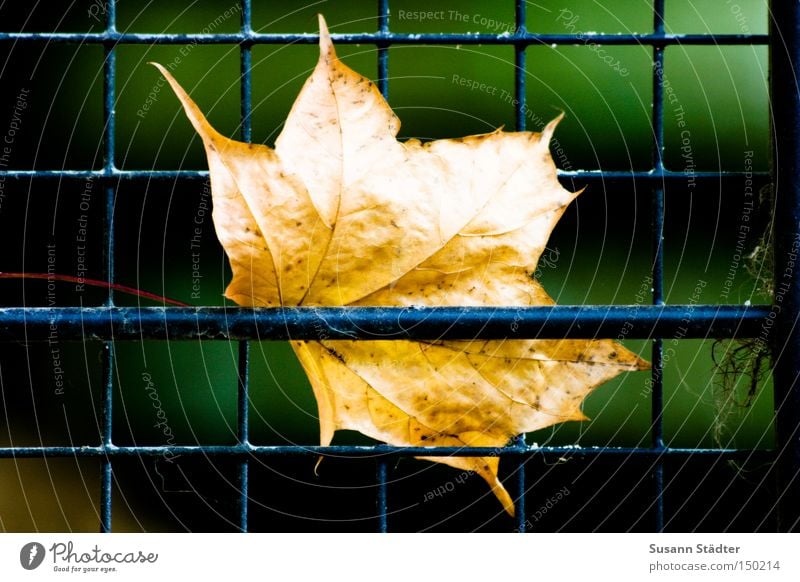 in der Klemme stecken Blatt Herbst Zoo Gitter Justizvollzugsanstalt gefangen Tier Ahornblatt Baum Winter Käfig Detailaufnahme