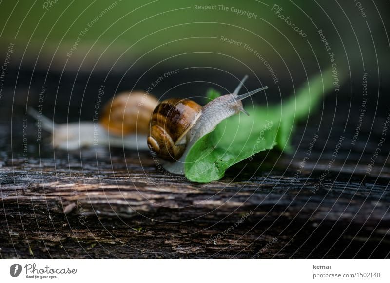 Zielfoto Natur Blatt Grünpflanze Löwenzahn Tier Wildtier Schnecke Weinbergschnecken Weinbergschneckenhaus 2 Holz krabbeln authentisch glänzend nah nass