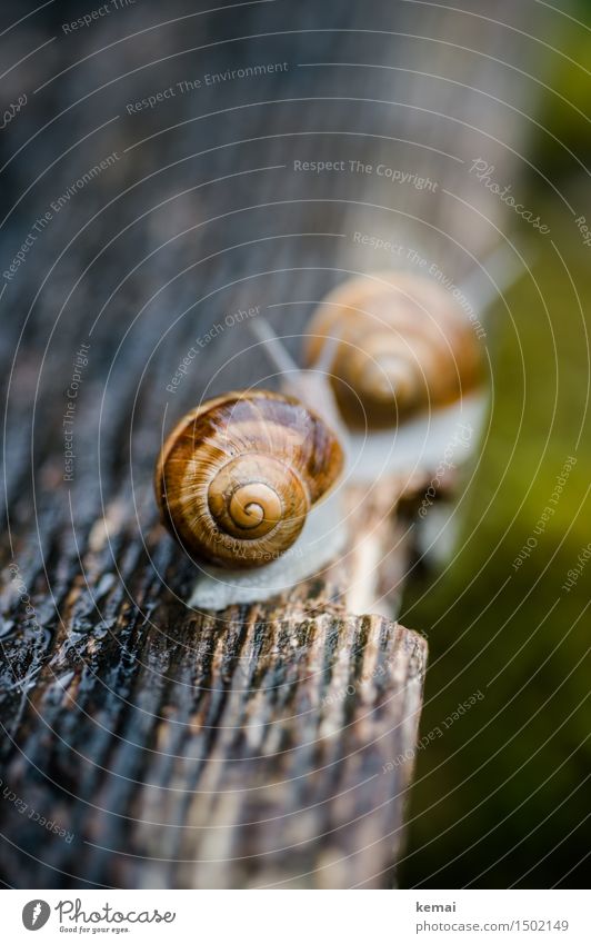 Folgen Sie mir unauffällig Ausflug Tier Wildtier Schnecke Schneckenhaus Weinbergschnecken Weinbergschneckenhaus 2 Tierpaar krabbeln sitzen authentisch