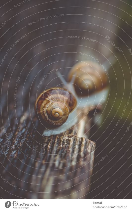 Follow you wherever you may go Natur Tier Schnecke Schneckenhaus Weinbergschnecken 2 Linie Maserung Holztisch krabbeln ästhetisch nass natürlich schön langsam