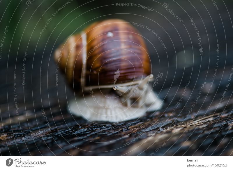 Beäugen Umwelt Natur Tier Wildtier Schnecke Schneckenhaus Weinbergschnecken 1 Blick sitzen warten authentisch glänzend lustig nass natürlich Neugier