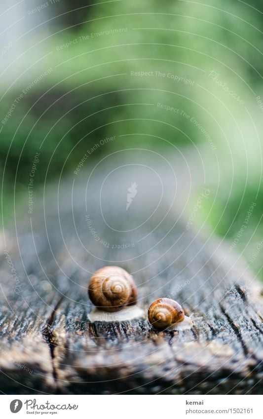 Groß und klein Natur Tier Frühling Regen Park Wildtier Schnecke Schneckenhaus 2 Holztisch authentisch glänzend groß nass schleimig krabbeln Farbfoto