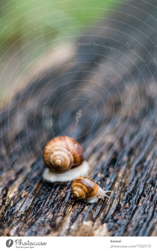 Groß und klein Umwelt Natur Tier Sommer Regen Wildtier Schnecke Weinbergschnecken 2 Holz sitzen authentisch glänzend nass rund schön Sympathie Freundschaft