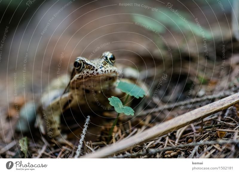 Let me introduce his frogness Natur Tier Sommer Pflanze Grünpflanze Wald Waldboden Wildtier Frosch Tiergesicht 1 Erholung Blick sitzen Freundlichkeit natürlich