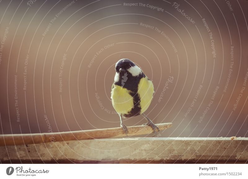 Kohlmeise Wildtier Vogel 1 Tier Blick sitzen natürlich gelb schwarz Zufriedenheit Natur Gedeckte Farben Außenaufnahme Textfreiraum links Textfreiraum rechts Tag