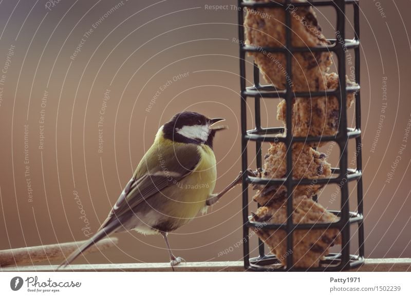 Kohlmeise Wildtier Vogel füttern gelb schwarz Zufriedenheit Natur Überleben Vogelfutter Meisenknödel Gedeckte Farben Außenaufnahme Textfreiraum links Tag