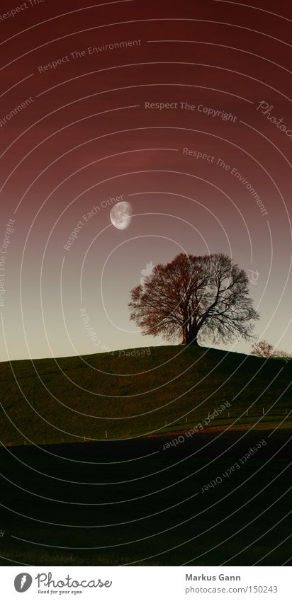 Einsamer Baum Abend Einsamkeit Mond Landschaft Natur Himmel rot Abenddämmerung Herbstfärbung Hügel Bayern Feld vertikal Trauer Verzweiflung