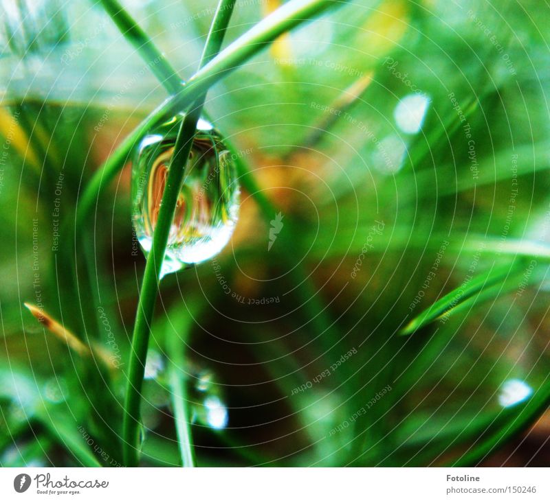 Aufgetaut Wiese Rasen Wassertropfen Tropfen Gras Regen Erde Halm ruhig sanft nass Winter Frühling Herbst