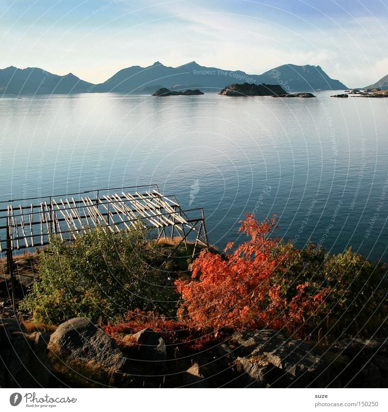 Herbstmeer Trockenfisch Gerüst Fjord Meer Norwegen ruhig Berge u. Gebirge Einsamkeit blau Küste Lofoten Henningsvær Wasser Freiheit Natur