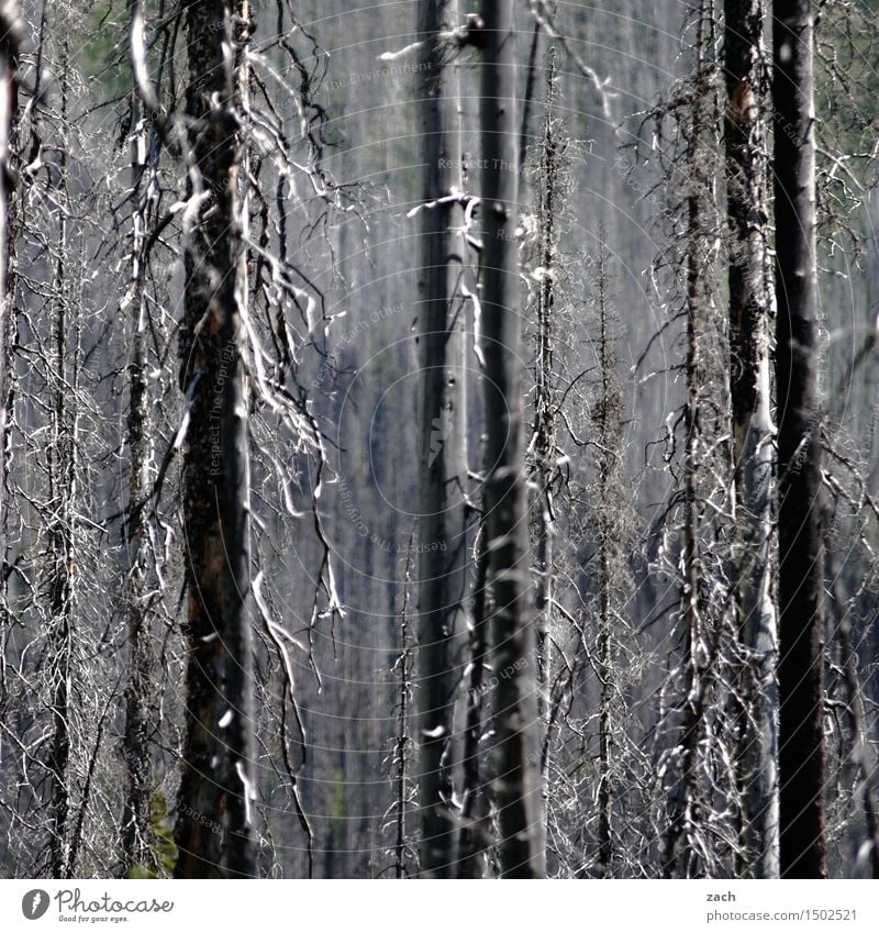 ich fühl mich heut so ausgebrandenburgt Natur Feuer Pflanze Baum Wald Hügel Berge u. Gebirge dehydrieren bedrohlich dunkel gruselig schwarz Tod Angst gefährlich