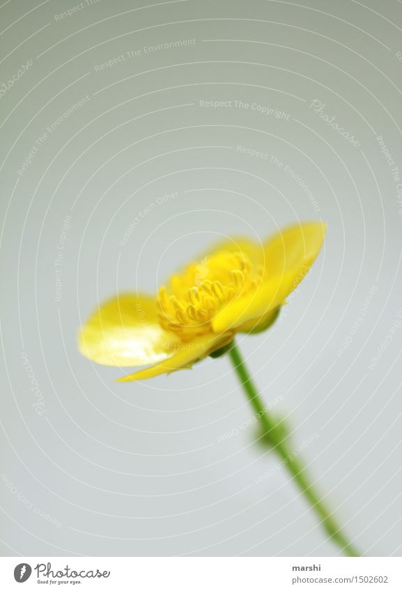 gelb Umwelt Pflanze Frühling Sommer Blatt Blüte Grünpflanze Wildpflanze Stimmung Sumpf-Dotterblumen Blühend Blütenpflanze Farbfoto Innenaufnahme Nahaufnahme