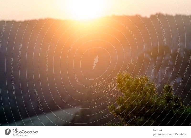 Sommergefühl Abenteuer Ferne Freiheit Umwelt Natur Landschaft Pflanze Sonne Sonnenaufgang Sonnenuntergang Schönes Wetter Wärme Sträucher Felsen