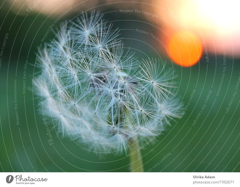 Pusteblume im Abendlicht Kunst Natur Pflanze Sonne Sonnenaufgang Sonnenuntergang Sommer Schönes Wetter Blume Blüte Wildpflanze Löwenzahn Samen Wiese Feld