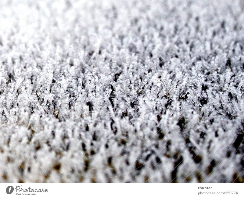 Vergänglichkeit 2 Frost kalt Winter Jahreszeiten Grad Celsius Baum Natur Zufriedenheit ruhig Außenaufnahme Makroaufnahme Nahaufnahme wenig Tiefenschärfe