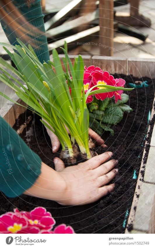 Pflanzzeit Freizeit & Hobby Garten Gartenarbeit Hand Erde Frühling Sommer Pflanze Blume Blüte Topfpflanze Balkon Terrasse Arbeit & Erwerbstätigkeit Narzissen