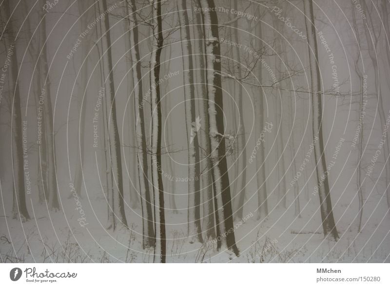 gestreift Baum Baumstamm Holz Nebel Winter Wald Schnee Märchen mystisch Spaziergang nass Traurigkeit