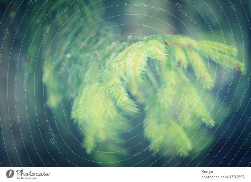 Ast Nadelbaum Bewegung Umwelt Natur Pflanze Herbst Baum Wald grün Zweig Tannennadel Außenaufnahme Experiment Menschenleer Textfreiraum links Tag