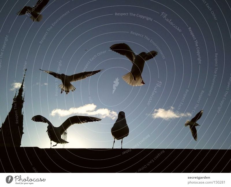 ....und plötzlich kamen alle... Möwe Himmel Mauer Silhouette Sonne Wolken kalt Winter unten blau schwarz Gegenlicht Verkehrswege Vogel flattern