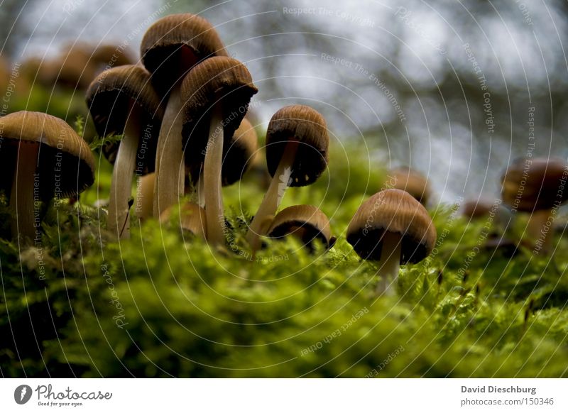 Hutträger Pilz Moos Pflanze Natur Boden Motivation grün saftig braun Stengel Lebewesen Gift Herbst Gemüse ungenießbar