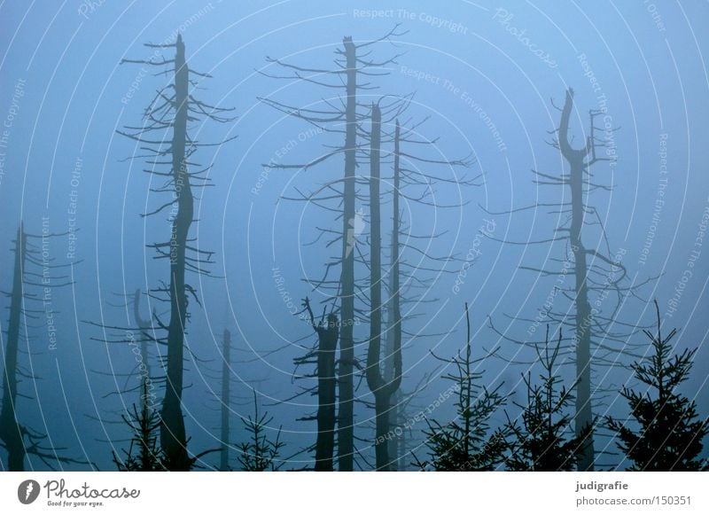 Dämmerung senkte sich von oben Wald Brocken Harz Nebel Dunst Baum Baumsterben Waldsterben Natur Umwelt Herbst Winter kalt mystisch November Farbe