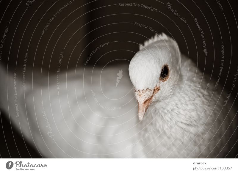 Schöne Taube Gedeckte Farben Außenaufnahme Nahaufnahme Makroaufnahme Menschenleer Tag Starke Tiefenschärfe Vorderansicht Blick Tier Vogel Tiergesicht Flügel 1