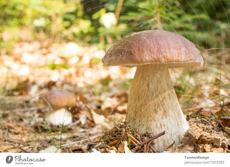 Boletus Edulis_02 Natur Pflanze Sommer Herbst Schönes Wetter Baum Gras Moos braun grün Pilz Steinpilze Dickröhrling Waldpilz Waldpilze Speisepilz Speisepilze