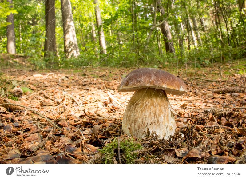 Herrenpilz_026 Natur Pflanze Sommer Herbst Baum Wald braun grün Steinpilze Boletus Boletus Edulis Thüringen Speisepilz Speisepilze lecker Moos Portrait Farbfoto