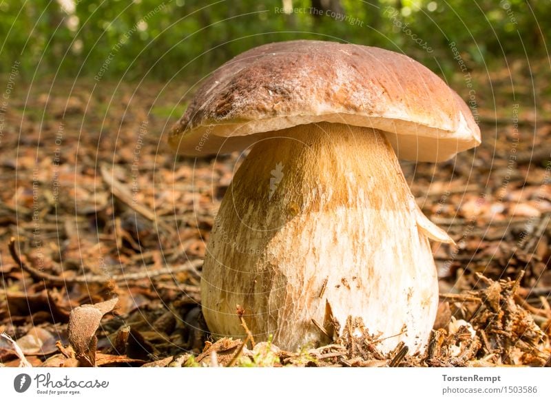 Herrenpilz_025 Umwelt Natur Pflanze Sommer Herbst Schönes Wetter Baum Wald braun gelb grün Pilz Pilze Steinpilze Boletus Waldpilz Waldpilze Speisepilz