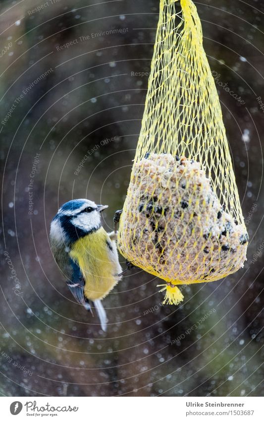 Draußen nur große Knödel Umwelt Natur Winter schlechtes Wetter Schneefall Garten Fenster Tier Wildtier Vogel Meisen 1 Fressen füttern schaukeln natürlich